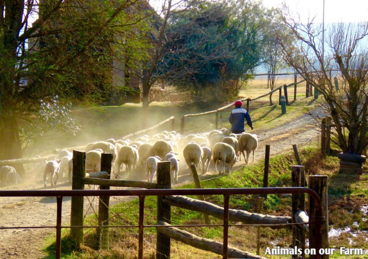 Ardmore Guest Farm Champagne Valley Ngoại thất bức ảnh