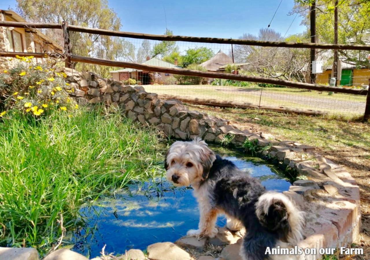 Ardmore Guest Farm Champagne Valley Ngoại thất bức ảnh